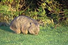 See 1,069 traveler reviews, 577 candid photos, and great deals for wombat's city hostel london, ranked #38 of 2,116 specialty lodging in london and rated 4.5 of 5 at tripadvisor. Wombat Wikipedia