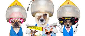 Vip dog salon ei tegutse valdkondades pet hooldus ja majutus. Dog Grooming