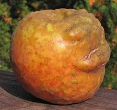 Women do have an adams apple. Knobbed Russet Apple Apple Varieties Russet