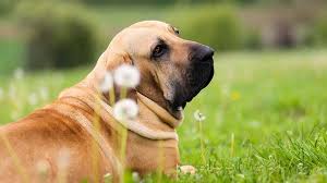 In this new animalwised video, we talk about one of the most popular brazilian dog breeds in the world. Fila Brasileiro Price Temperament Life Span