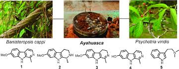 Image result for Psychotria cinerea