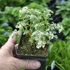 Image result for Pilea microphylla