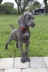 Pin By Dogtime On Grey Weimaraner Puppies Dogs Weimaraner