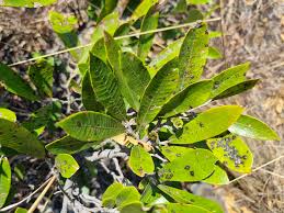 Image result for Parinari capensis