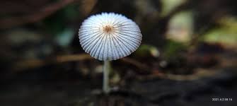 We have more than 340 million images as of june 30, 2020. Khairul Azman Lensa Macro Steemkr