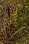 Image result for Disa hircicornis