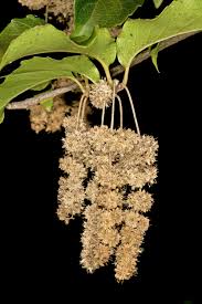 Image result for Homalium dentatum