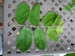 Image result for Grewia schinzii