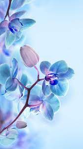Wallpaper flower flower wallpaper flower wallpaper background high definition picture pattern flowers european elegant texture patterns gorgeous photo frame. 3d Flower Hd Wallpapers For Mobile Flower Hd 1080x1920 Wallpaper Teahub Io