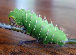 The larvae blend in really well with the plant greenery. Raising Giant Silkmoths Cecropia Polyphemus Promethea Luna Prairie Haven