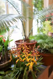 15 bulbs true lycoris radiata bulbs perenn. Unusual Flower Bulbs To Try With Matt Mattus A Way To Garden