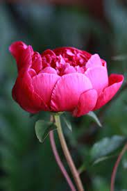 Pin On Flower