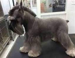 Dear Labby Tip The Groomer Dogtime Schnauzer Grooming Dog Grooming Styles Dog Grooming Salons