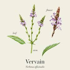 Image result for Verbena officinalis