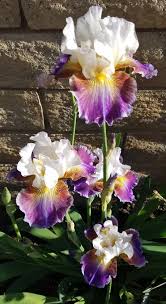 Photo Of Tall Bearded Iris Iris Get Back Uploaded By Mziris Iris Flowers Bearded Iris Iris