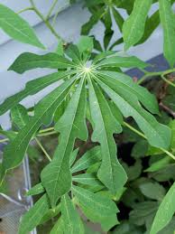 Image result for Manihot grahamii