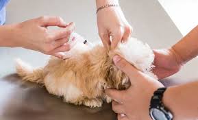 19.06.2019 · when you get those vaccination reminder cards from your vet's office, you see a list of dog vaccines that your pet is due for. Parvo Shot Tractor Supply For The Best Immunity Against Parvovirus Petsepark Com