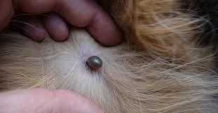 Gardez Les Tiques A Distance Grace A Ce Repulsif Naturel Les Tiques Tiques Anti Tique Chien