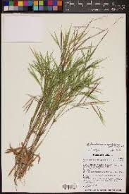 Image result for Panicum adenophorum