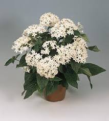 Image result for Pentas schumanniana