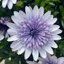 Image result for foto Osteospermum