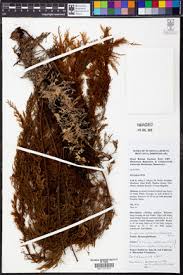 Image result for Crepidomanes chevalieri