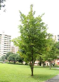 Image result for Citharexylum