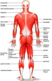 Male muscular system, full anatomical body diagram with muscle scheme, vector illustration educational poster. Superficial Muscles Posterior View Contacts Lubopitno Bg Abv Bg Www Encyclopedia Lubopitko Bg Com Human Body Muscles Human Muscle Anatomy Muscle Diagram