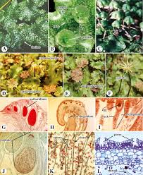 For example, marchantia hope this information will clear your doubts about the life cycle of liverworts. Liverwort An Overview Sciencedirect Topics