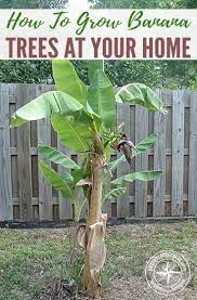 How To Grow Banana Trees At Your Home Shtfpreparedness Grow Banana Tree How To Grow Bananas Banana Trees Landscape