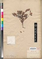 Image result for Terminalia boivinii