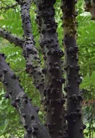 Image result for Zanthoxylum