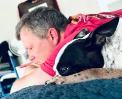 Boston Terrier as a beloved family pet