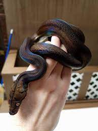 Golden Child Reticulated Python Pet Snake Pretty Snakes Snake Breeds