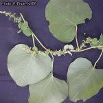 Image result for Cissampelos mucronata