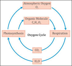 How Do Carbon And Oxygen Cycle Through An Ecosystem Socratic