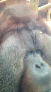 Орангутанг поцеловал молодые беременной женщины ttl (трогательно ) секс  горячее porn - BEST XXX TUBE