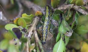 Image result for caterpillar box tree moth inside buxus plant