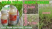 Rumput grinting yang dikenaldengan nama daerah doobghas adalah herbal berharga obat dan digunakan sebagai pertolongan pertamauntuk luka ringan. Cara Mudah Mengatasi Rumput Grinting Di Sawah Mengatasi Gulma Di Tanaman Padi Youtube