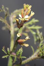 Image result for Carrichtera annua
