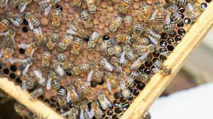 They just eat honey, fly around and look for an opportunity to mate. Beekeeping Basics How To Raise Honeybees In Your Backyard Sunset Sunset Magazine