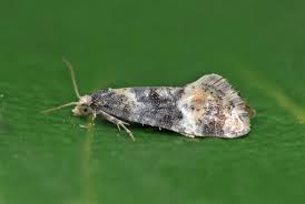 Image result for Cochylidia implicitana