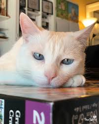 Pin On Cats Cats Are So Funny
