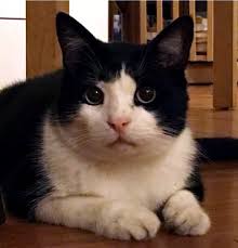 Kedi Ve Hayatin Sirlari