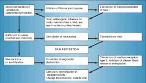 Muscle knots in muscles that open the body (extensors) tend to feel satisfying and safe, producing a sweet ache instead of sharp or burning quality.1 not only is gluteus maximus a big ol'. Osteopathic Manipulative Medicine Omm For Lower Back Pain