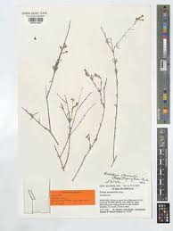 Image result for Endostemon villosus