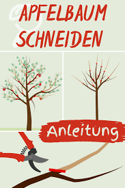 Apfelbaum Schneiden Anleitung In 2020 Apfelbaume Schneiden Apfelbaum Obstbaume Pflanzen