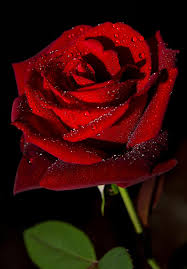 Rose By Christian Lazzaro 500px Beautiful Rose Flowers Rose Flower Pictures Rose Pic