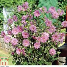 Lavatera X Clementii Rosea Thompson Morgan Tuin