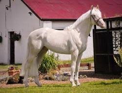 Only 1 available and it's in 1 person's cart. Pferde Kaufen Kwpn Koninklijk Warmbloed Paard Nederland Pferd Niederlande Dressur Zum Verkauf Various Palomino And Buckskin Foals And Yearlings For Sale